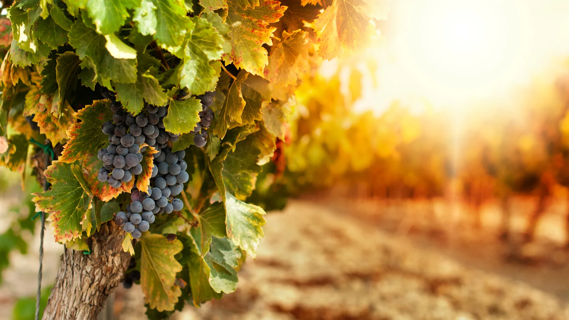 Filari di vite e grappoli d’uva alla luce del sole